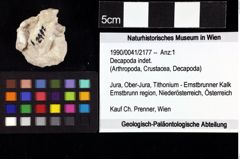 Foto (Objket + Etiketten) von Decapoda indet. 